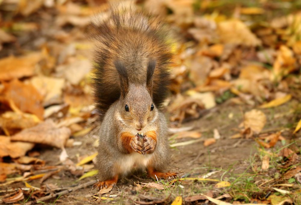 Photograph by Шруб (Беляева) Татьяна
