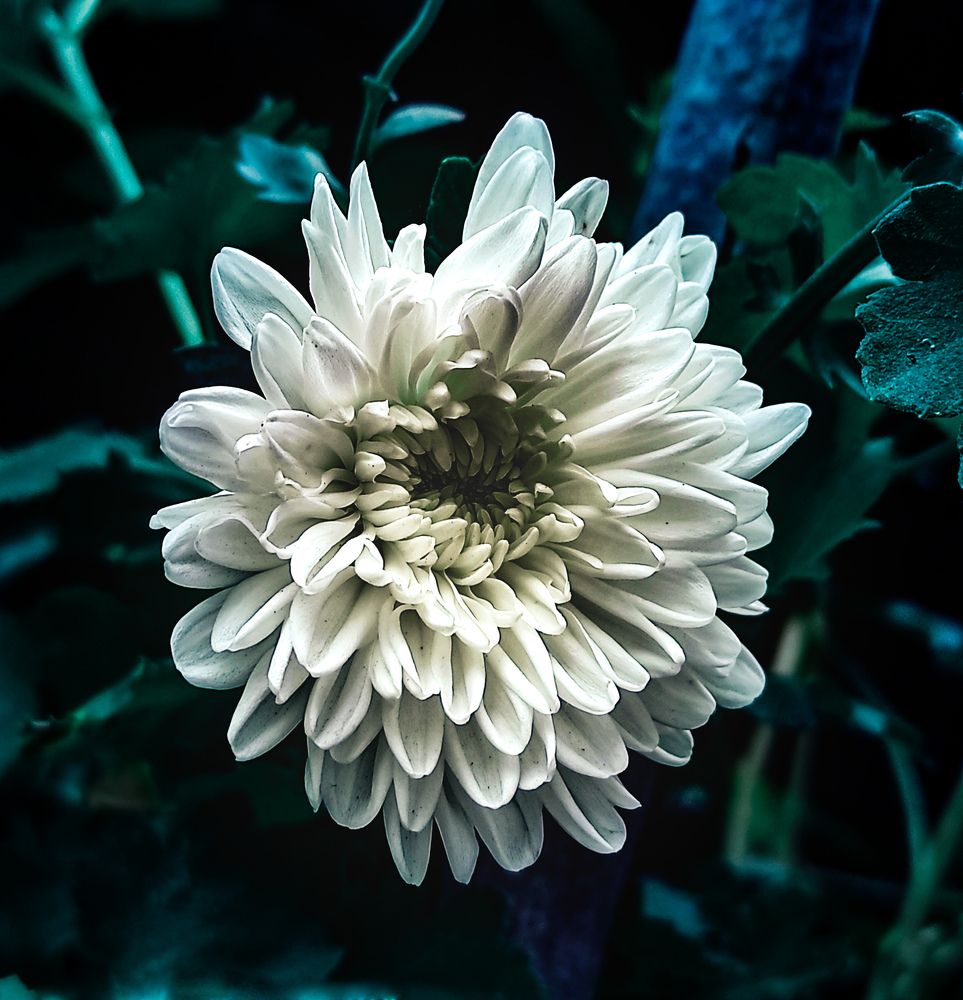 Photograph by Srideep Koley