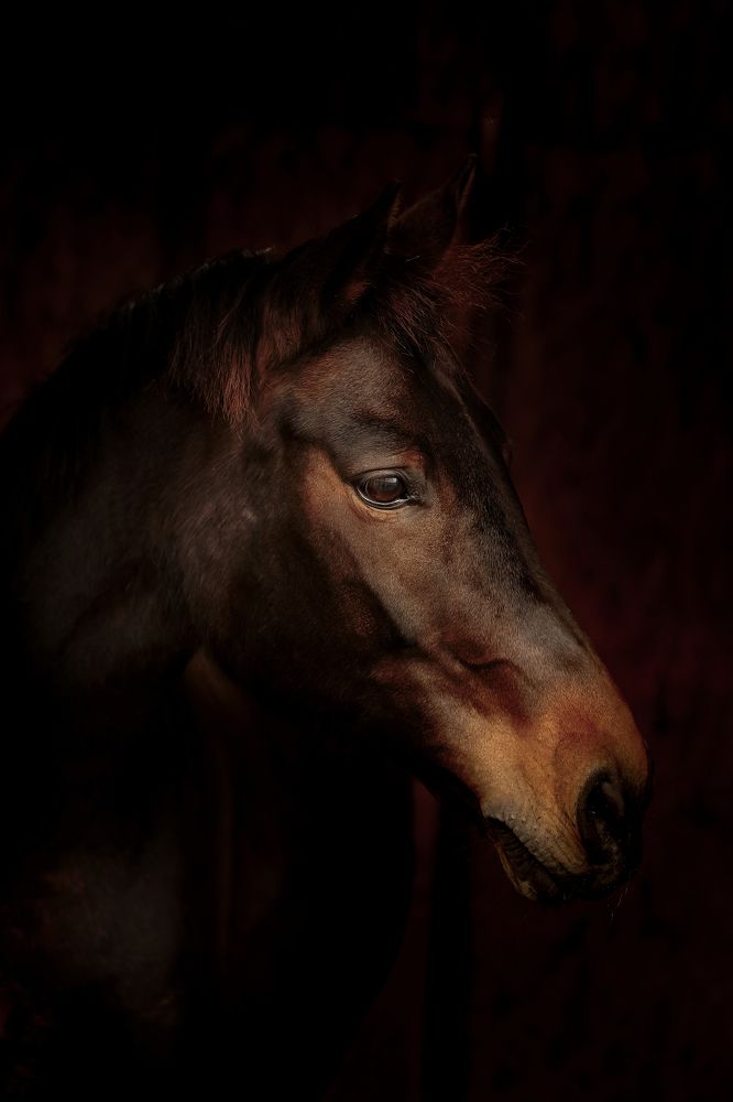 Photograph by Александра Долбикова