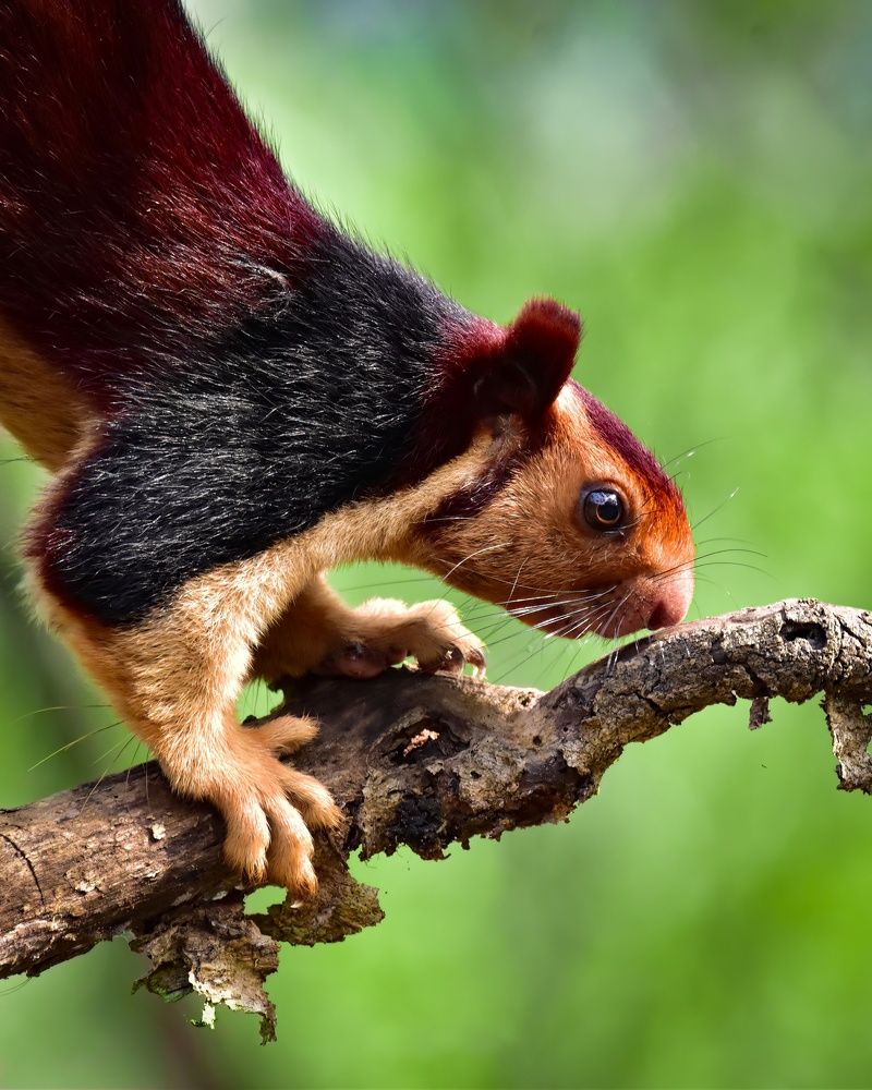 Фотография автора Abhishek Abhilash