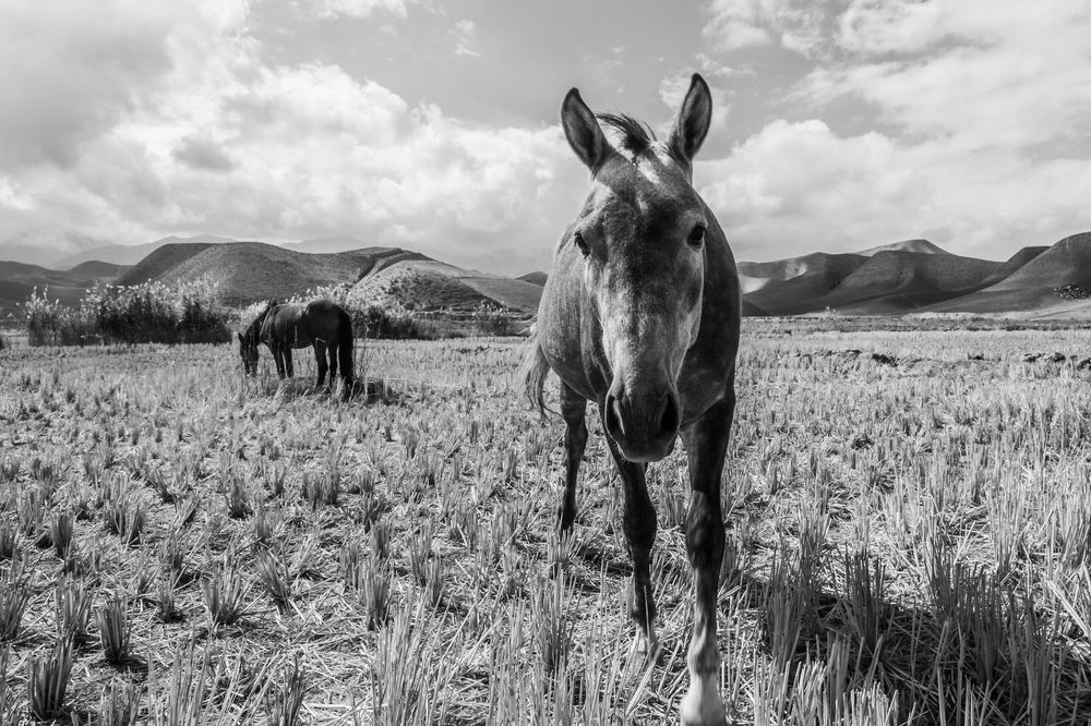 Photograph by seyed mostafa yousefi