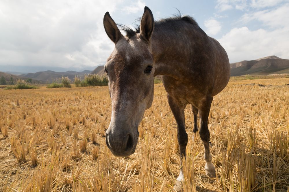 Photograph by seyed mostafa yousefi