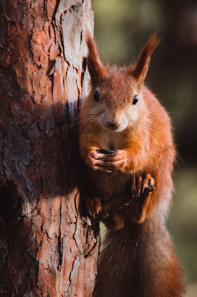 Photograph by Степан Ковыльчик