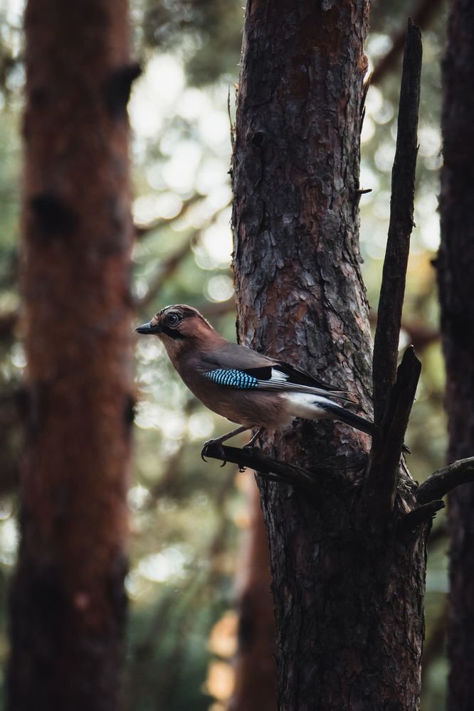 Photograph by Степан Ковыльчик