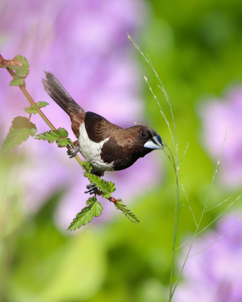 Photograph by Tijin v s