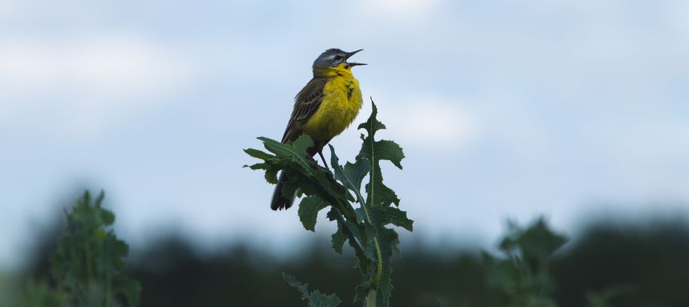 Photograph by Степан Ковыльчик