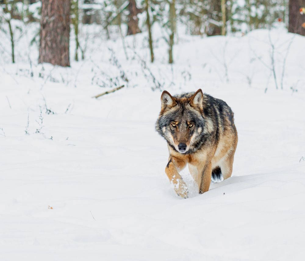 Photograph by Диана Бородзе