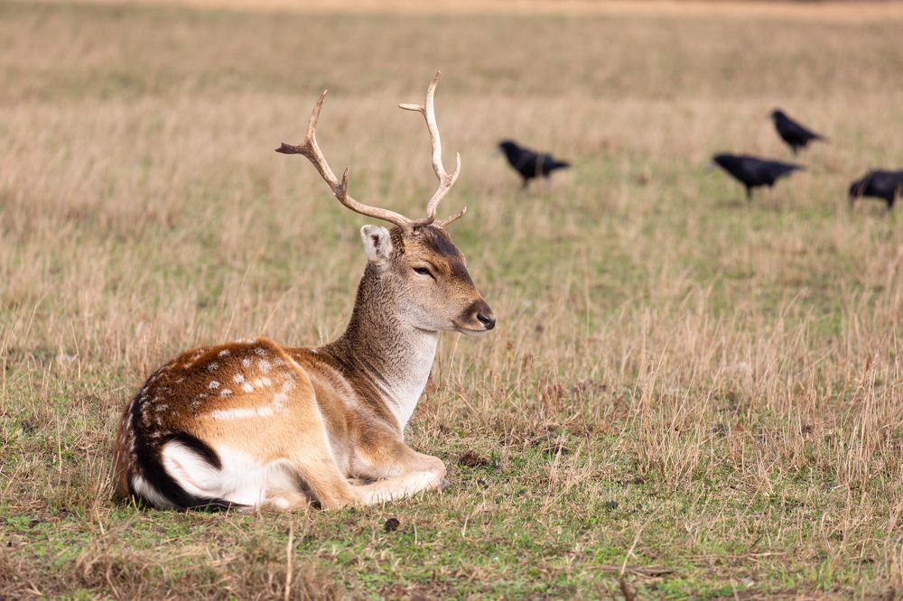 Photograph by Диана Бородзе