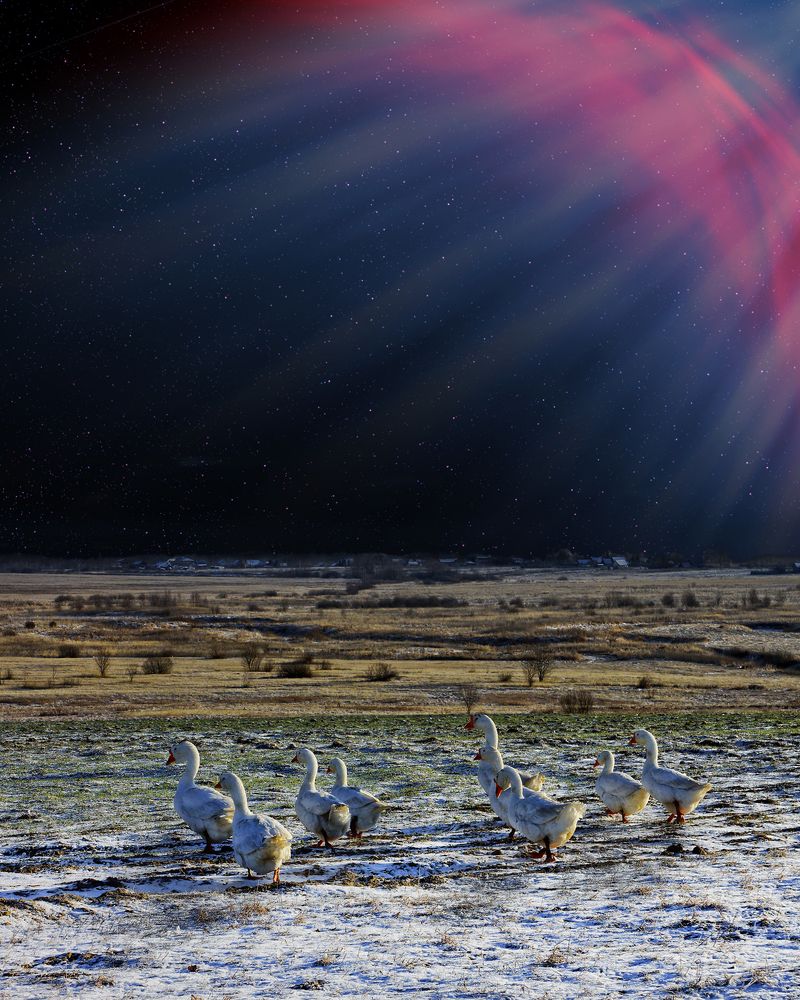 Вышли гуси погулять