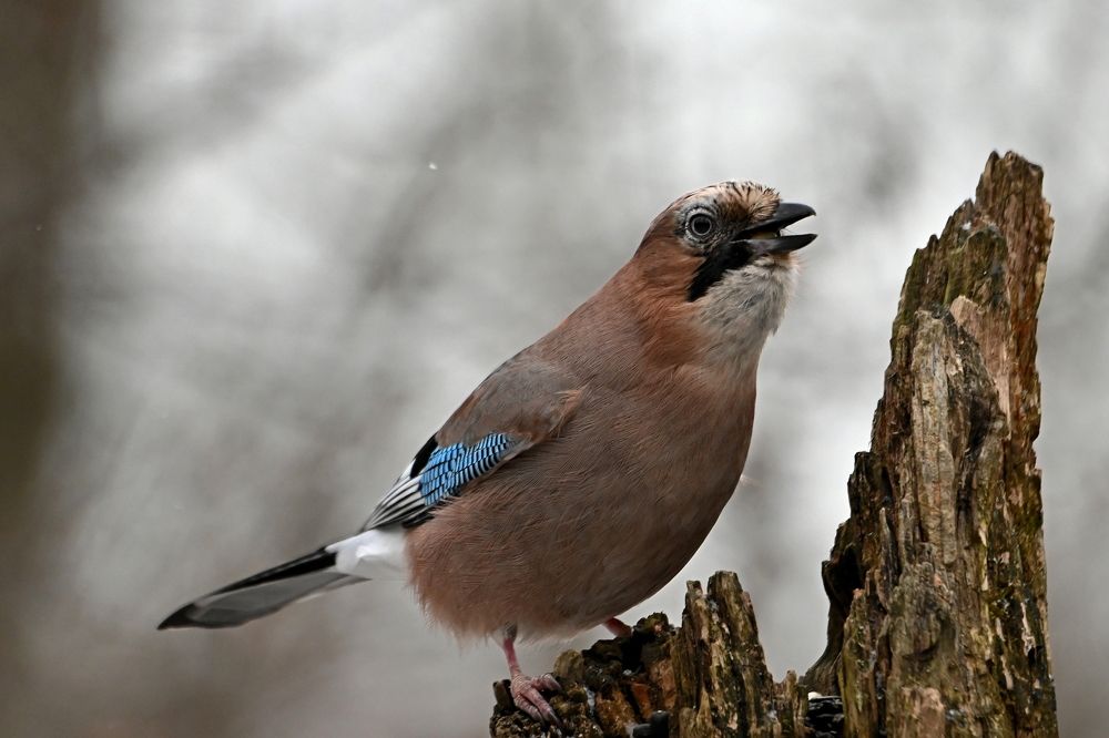 Photograph by Алексей Гордеев