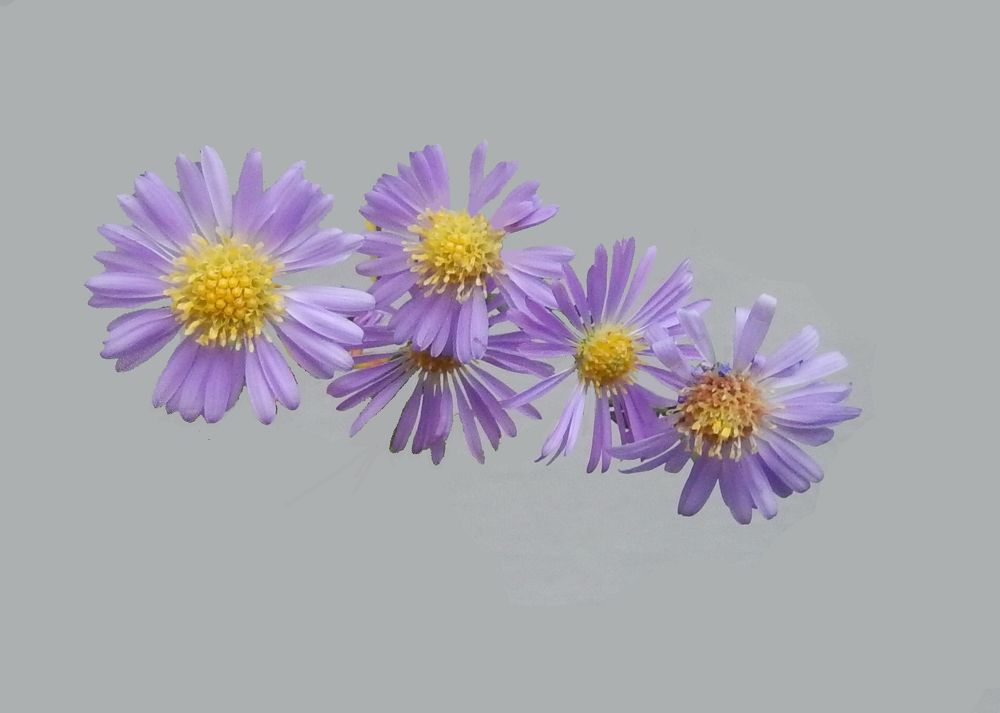 Фотография автора Клавдия Васильева