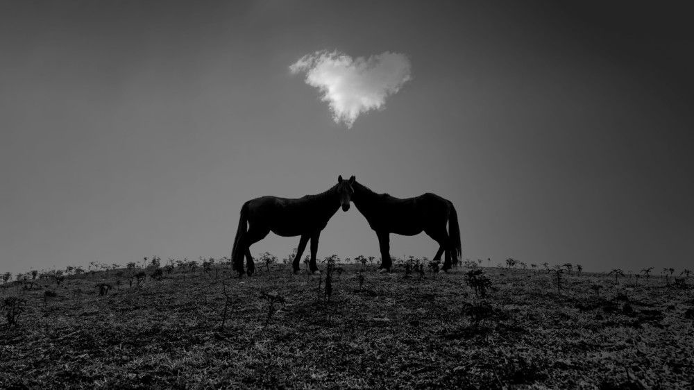 Photograph by seyed mostafa yousefi