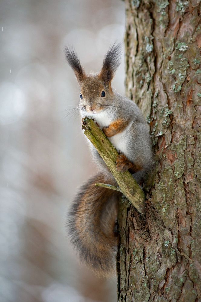 Photograph by Алексей Шехонин