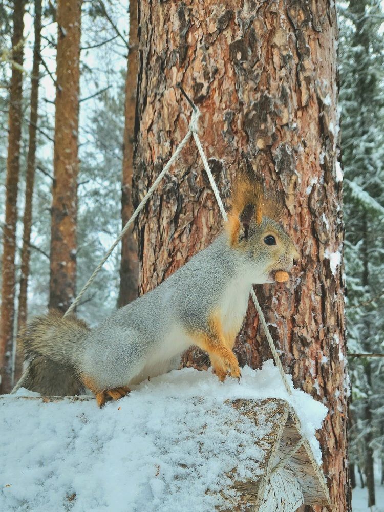 Белочка с орешком