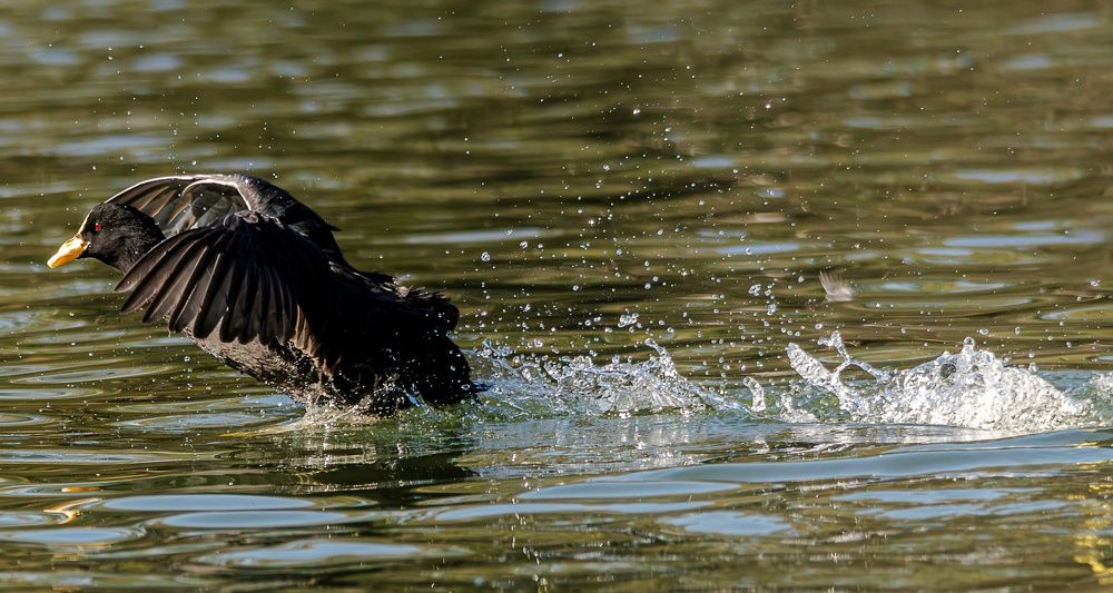 Photograph by Pablo Corengia