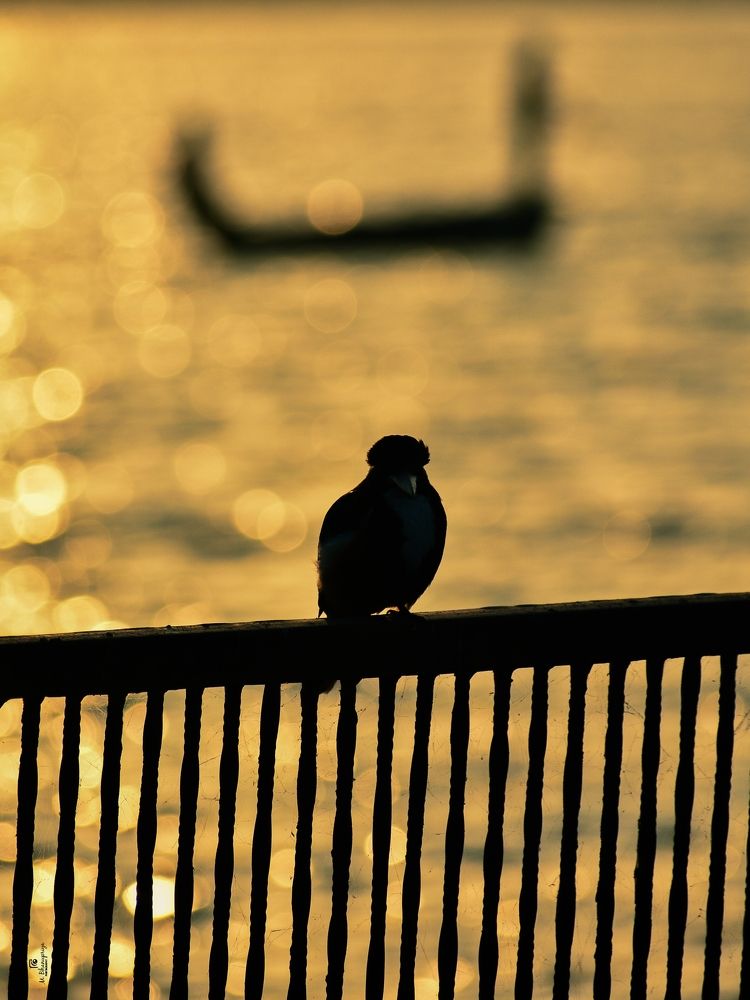 Photograph by Bhanupriya Marke