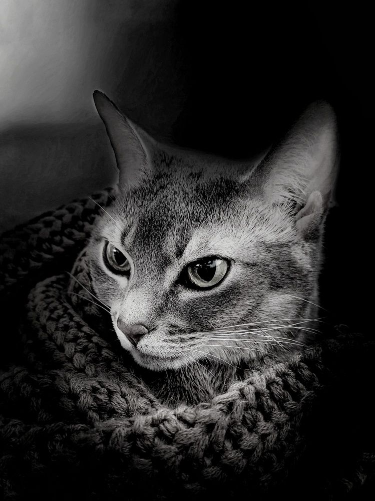 Photo #9943775