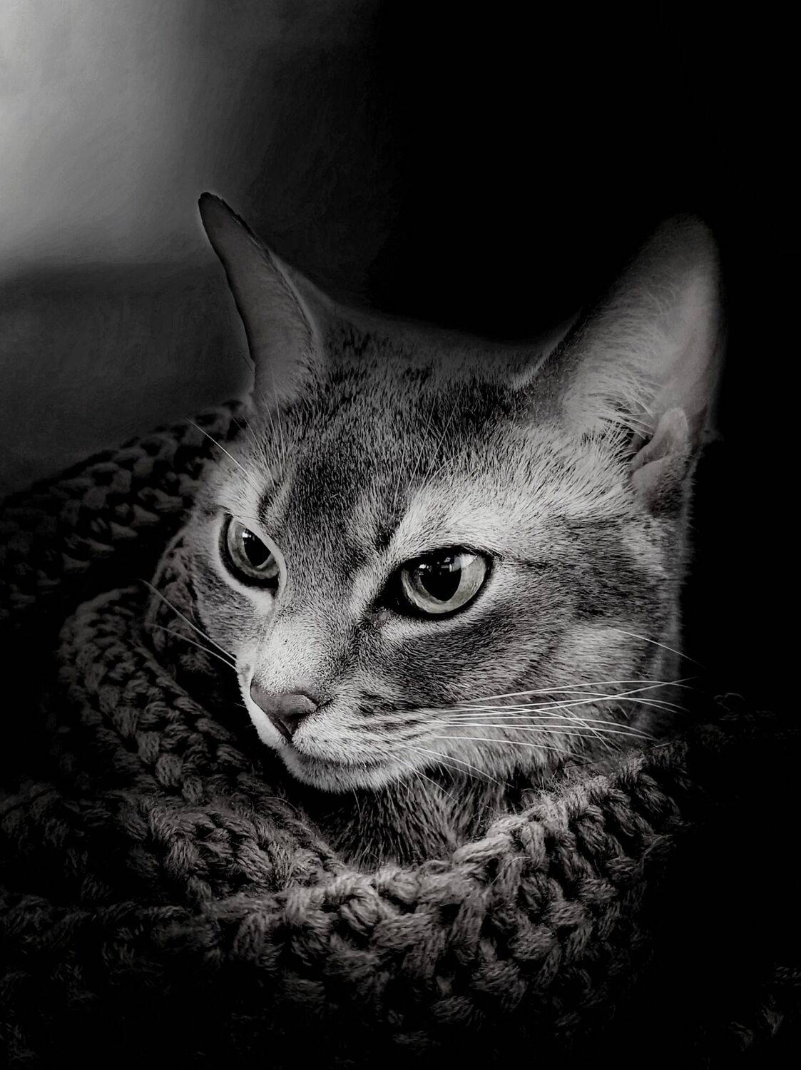 Photo #9943775