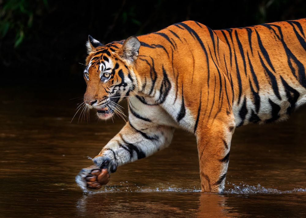 Фотография автора Vishnu Gopal