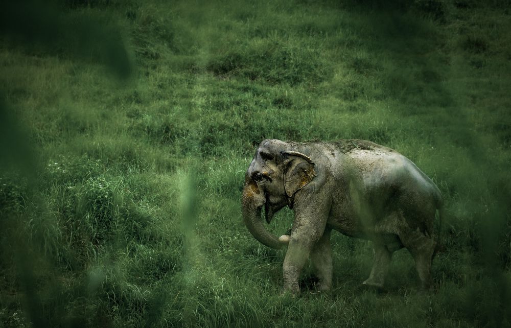 Photograph by Glorius Delima