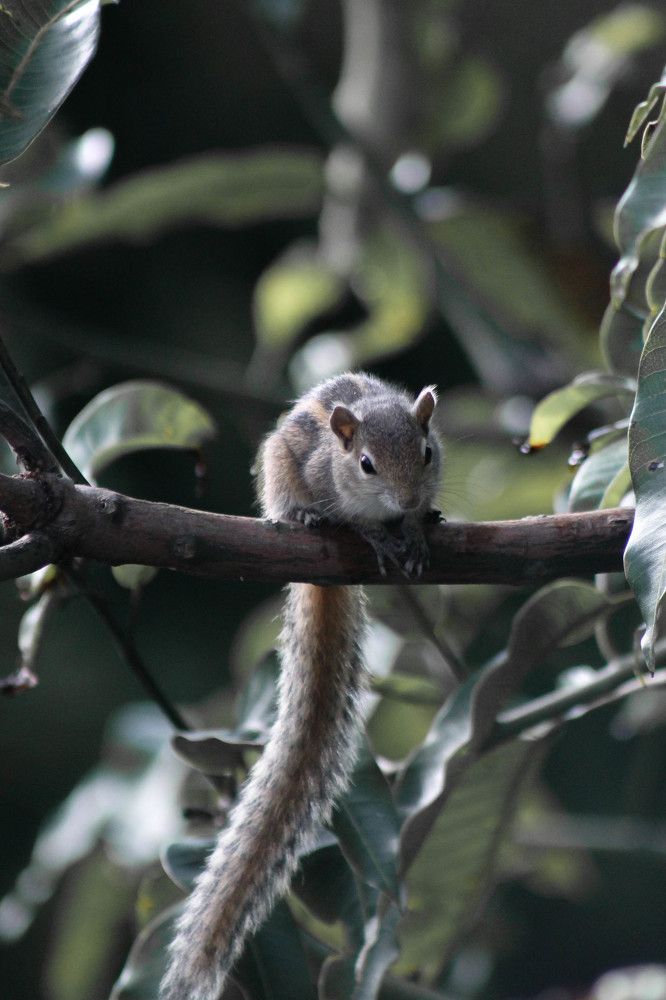 Photograph by Sineth Chanthula Weerasingha