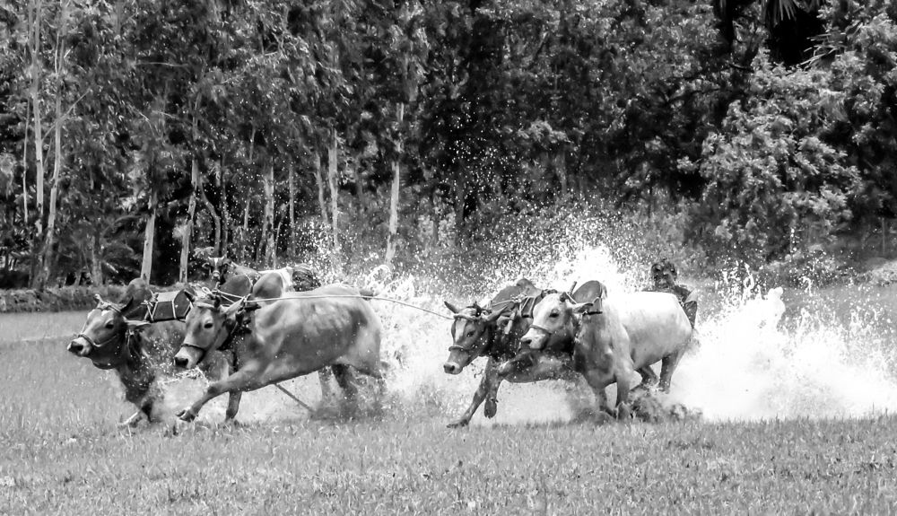 Photograph by Bidyut Dutta