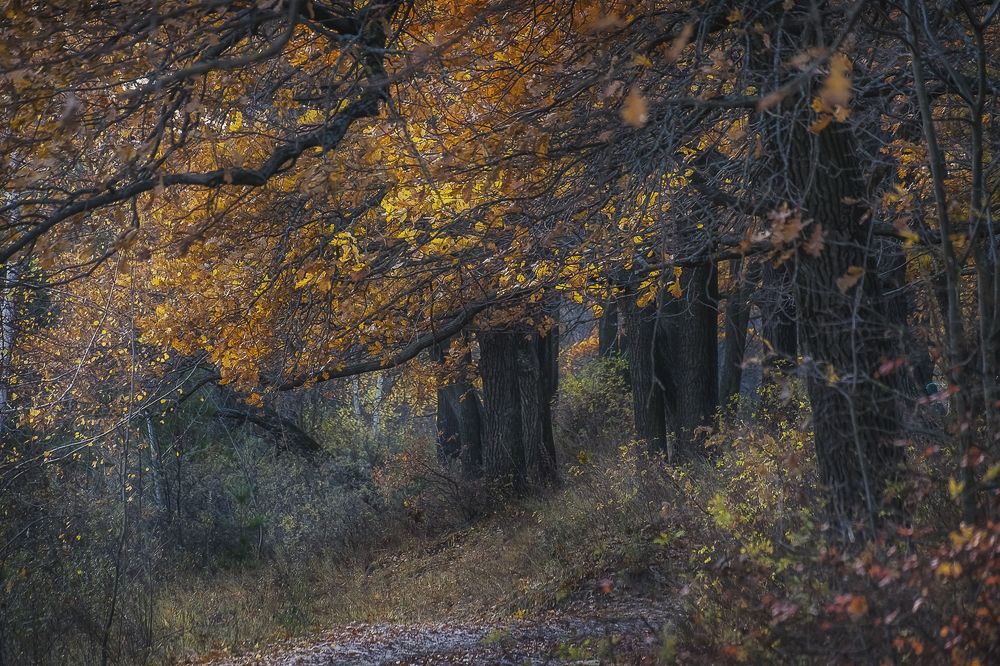 Photograph by Елена Ворошина