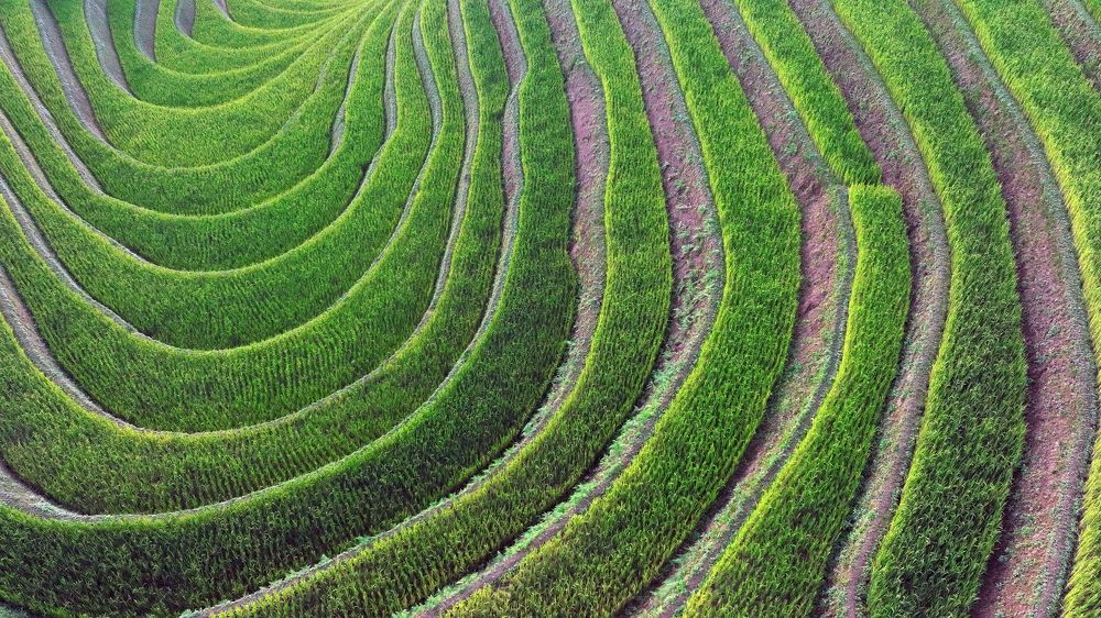 Coil rice terraces