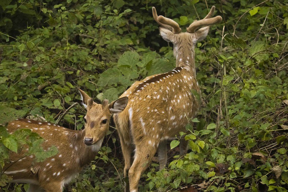 Photograph by Sourav Mahant
