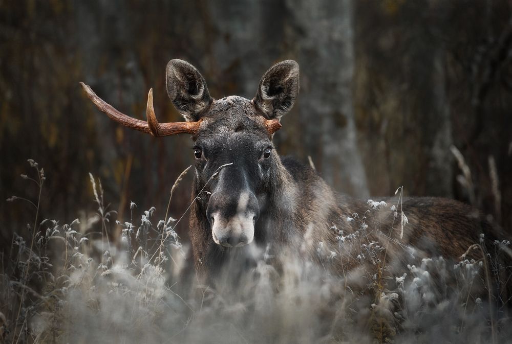 Photograph by Vyacheslav Lozhkin