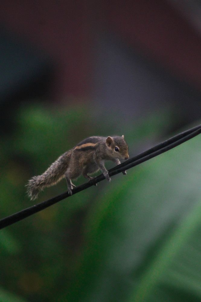 Photograph by Sineth Chanthula Weerasingha