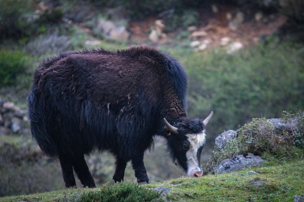 Photograph by SANDIP BANERJEE
