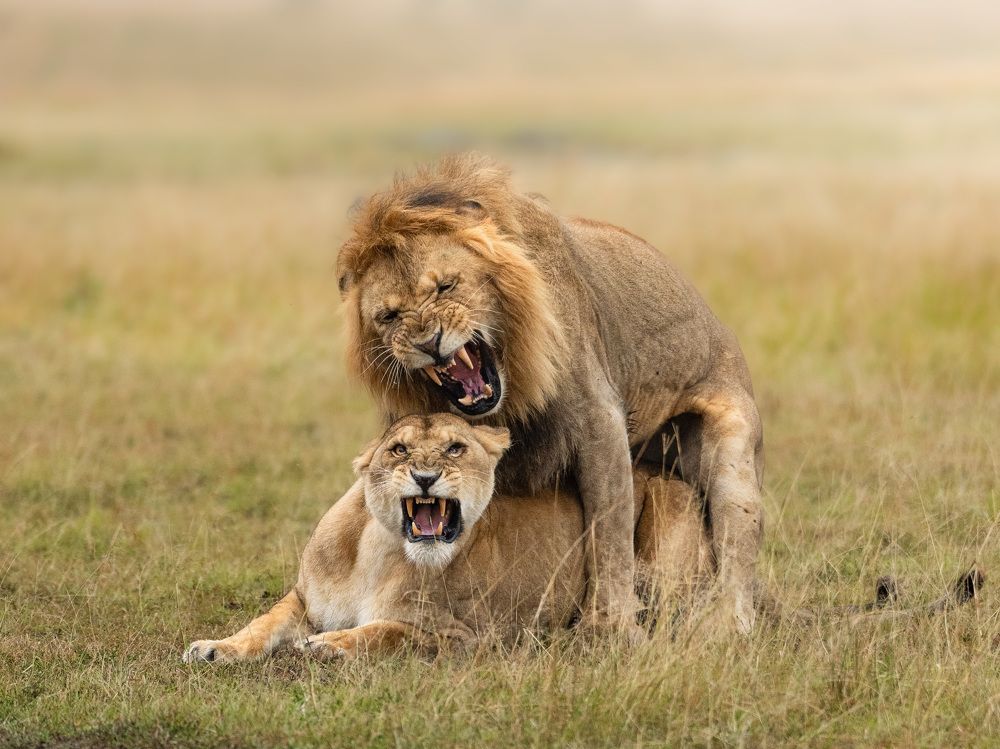 Photograph by Anoop photography