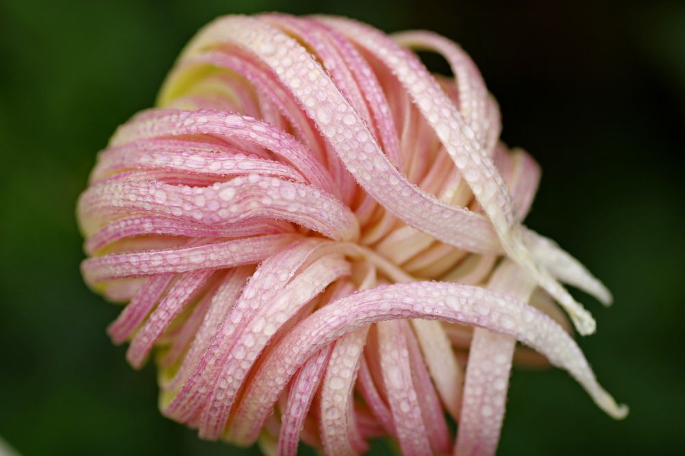 Photograph by Ольга