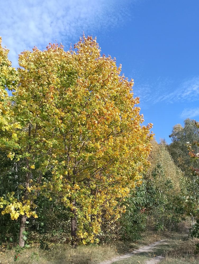 Фотография автора Михаил Бурминский