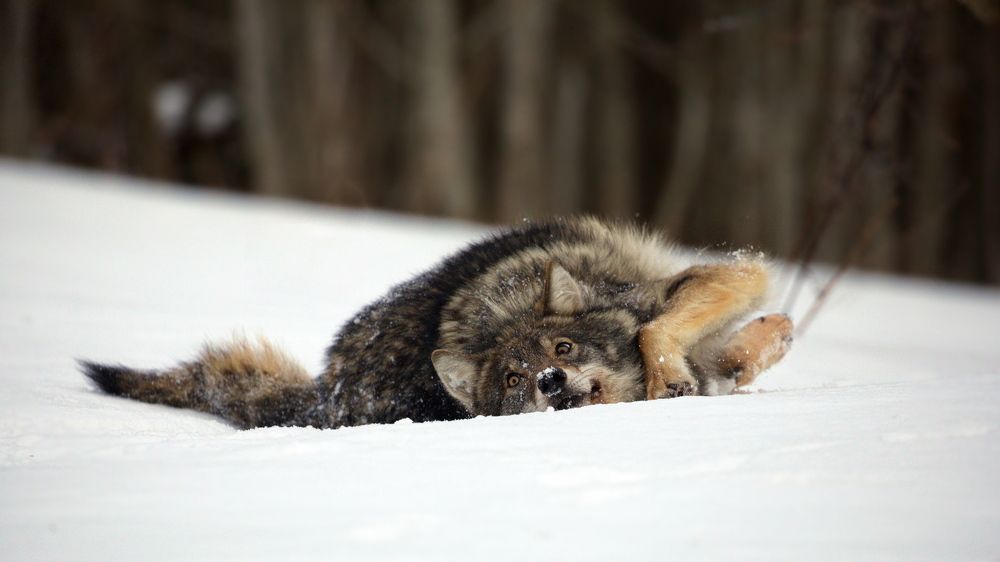 Фотография автора Aricha