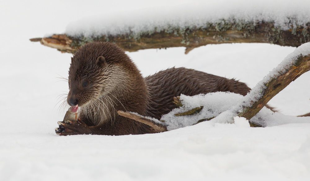 Фотография автора Aricha