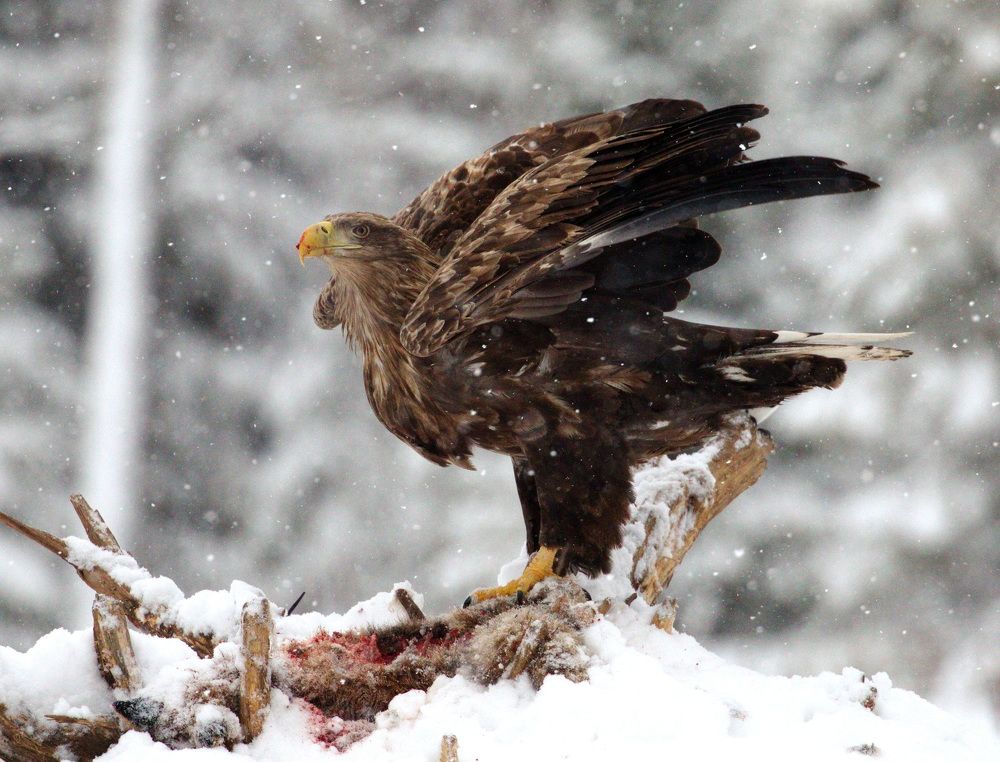 Фотография автора Aricha