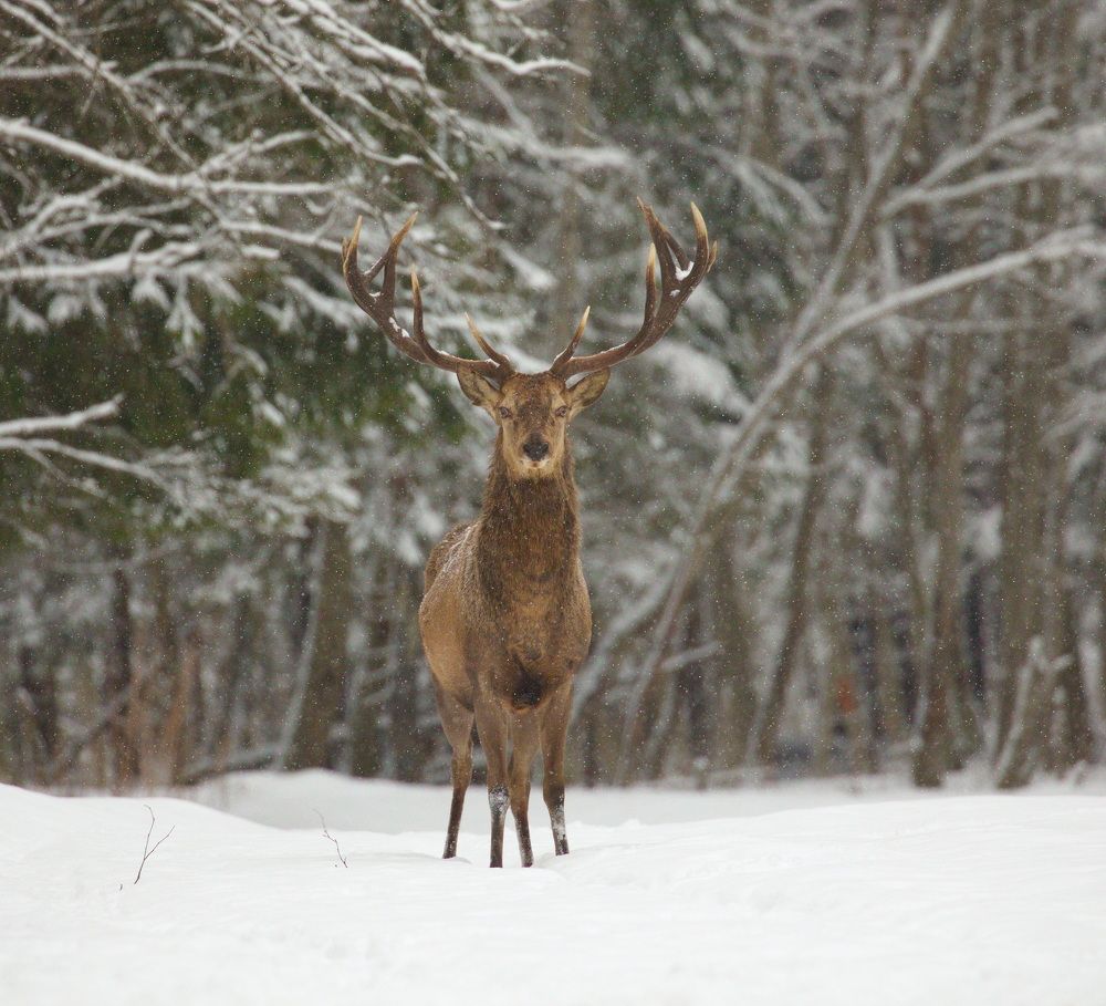 Фотография автора Aricha