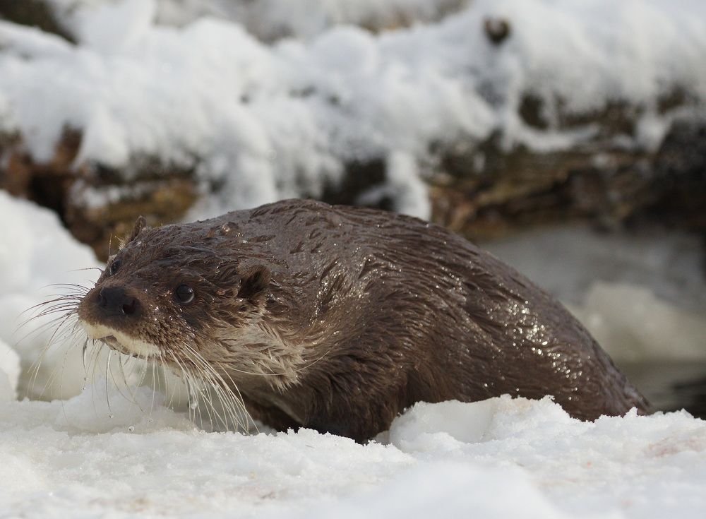 Фотография автора Aricha