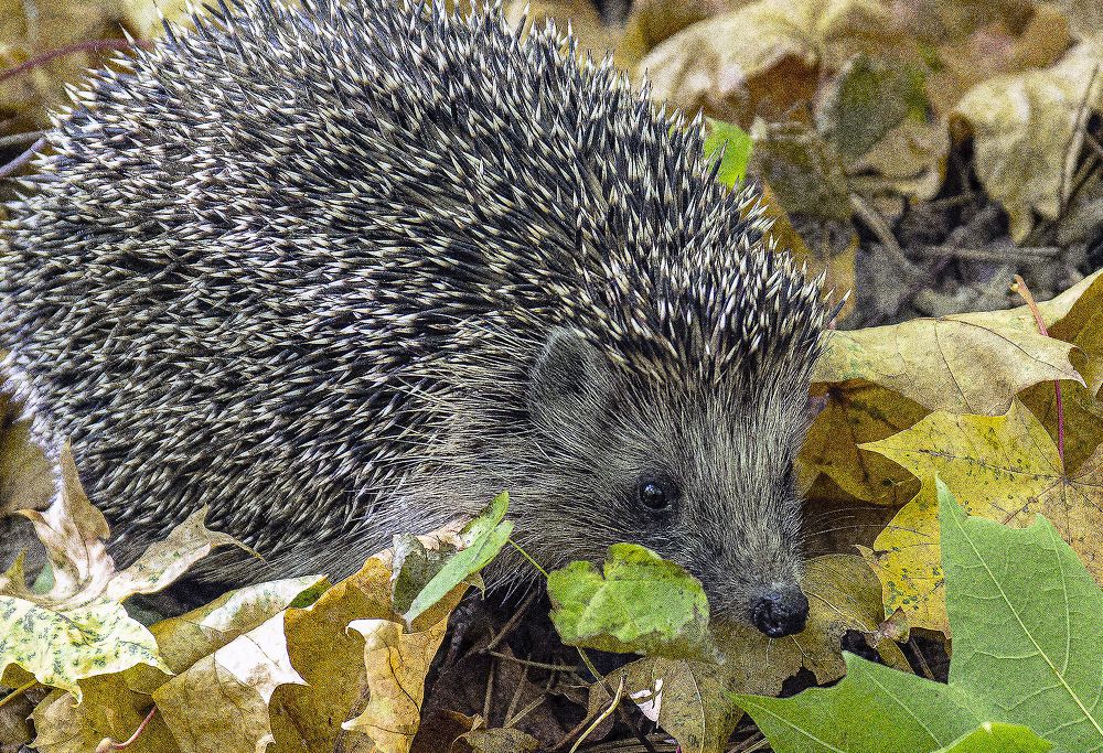 Photograph by Алексей Патлах