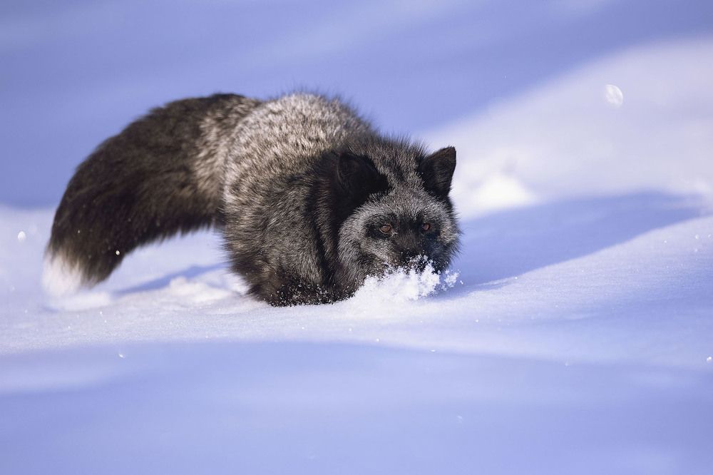 Плывущая по снегу