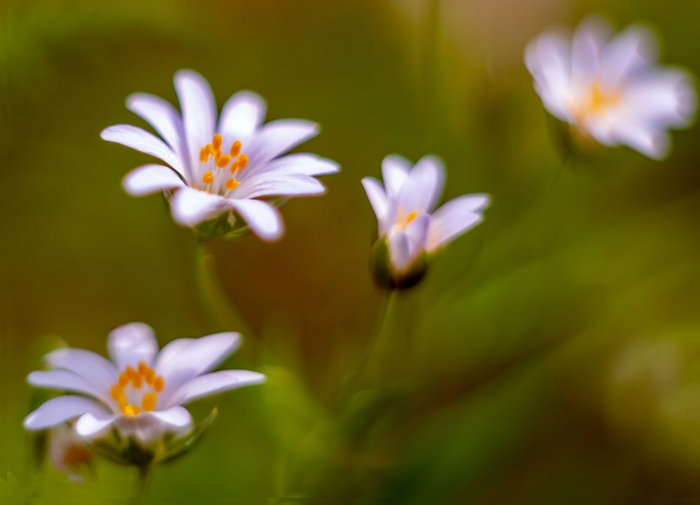 Photograph by Сергей Брызгалов