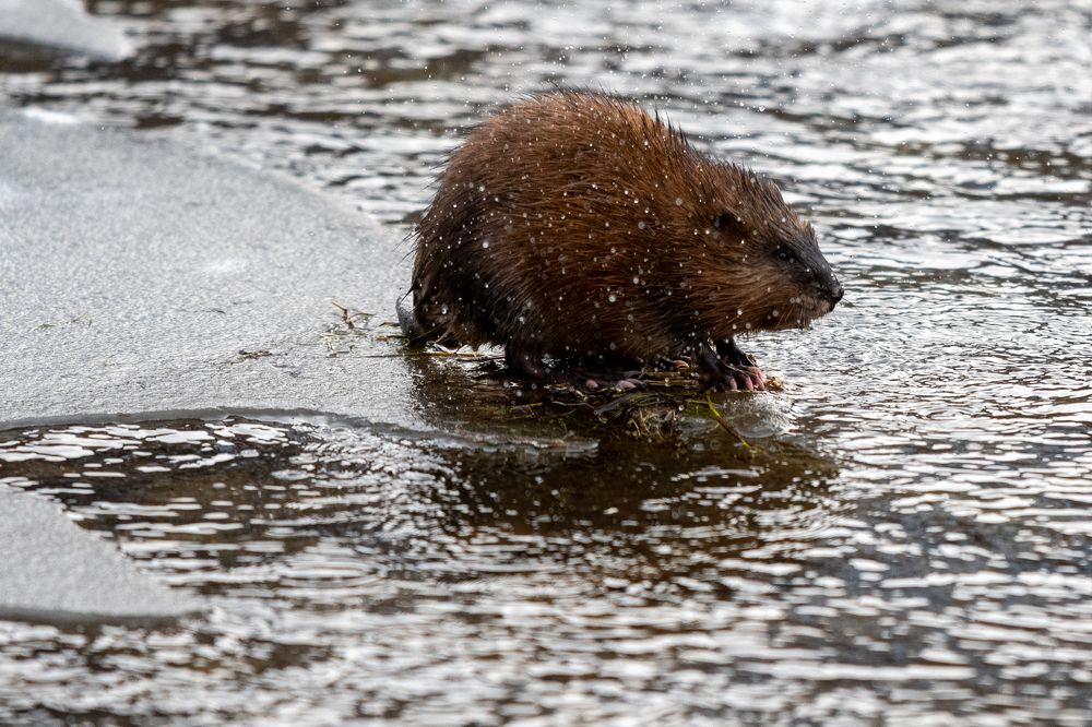 Photograph by Андрей Бородкин