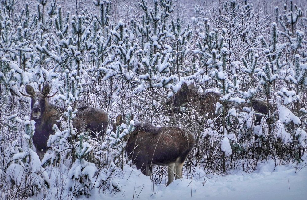 Photograph by Марина Безенкина