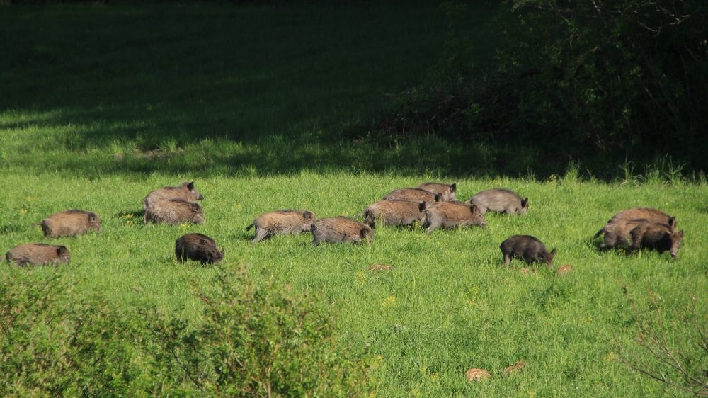 Фотография автора Анастасия Зверева