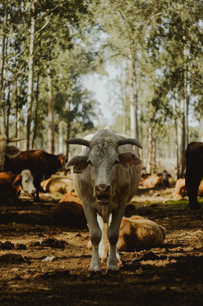 Фотография автора Виктория Калганова