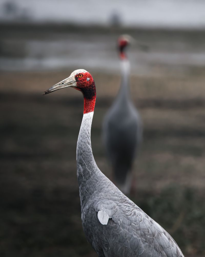 Photograph by Nyonika Rawal