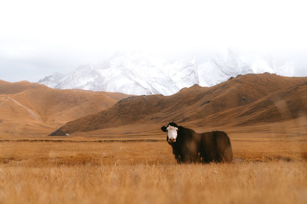 Фотография автора Фуад Алиев