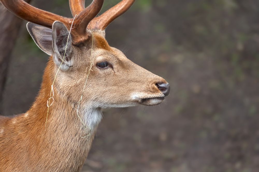 Photograph by Елена Невидимова